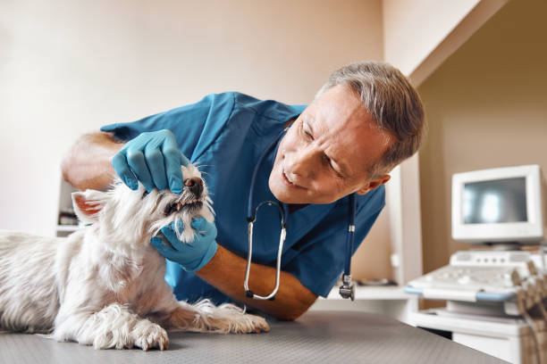 Best Emergency Treatment for Toothache in Kings Bay Base, GA
